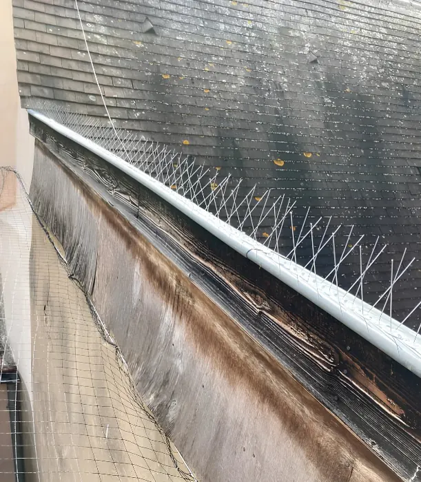 Pics anti-pigeons posés le long d'un chéneau en zinc au bas d'une toiture en ardoise